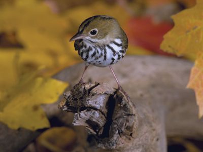 ovenbird