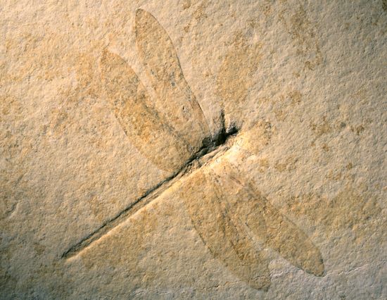 dragonfly fossil