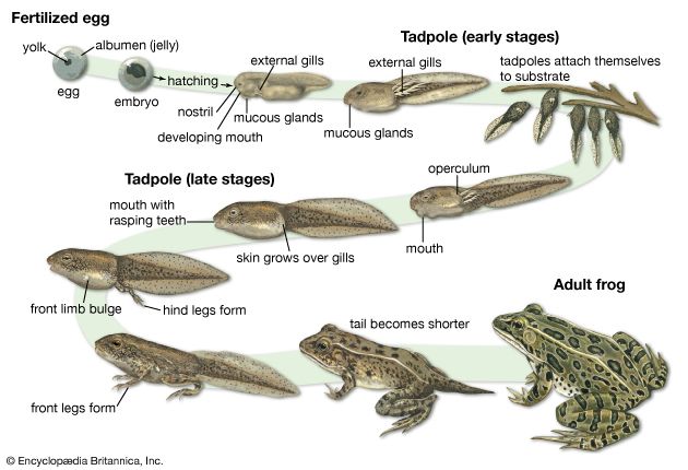 life cycle of the European common frog