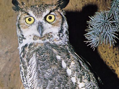 great horned owl