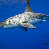 white shark. white shark (Carcharodon carcharias), also called great white shark or white pointer.