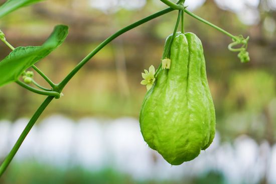 chayote