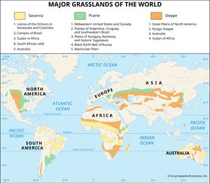 grassland regions: savanna, prairie, and steppe