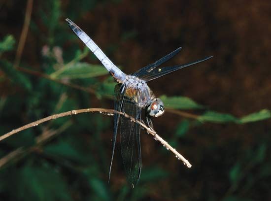 Swift long-winged skimmer (Pachydiplax longipennis).