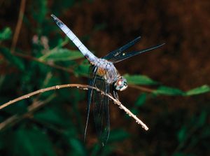 Swift long-winged skimmer (Pachydiplax longipennis).