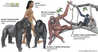 species of apes