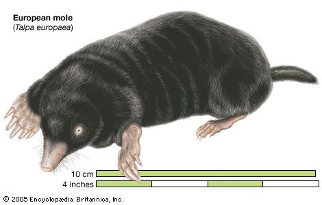 Common mole, European mole Talpa europaea