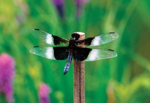 Widow skimmer (Libellula luctuosa).