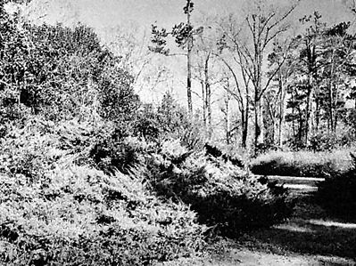 Section of Kalmia Gardens, Hartsville, South Carolina, U.S.