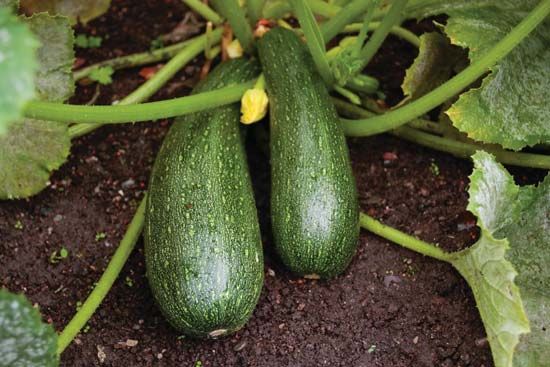 zucchini