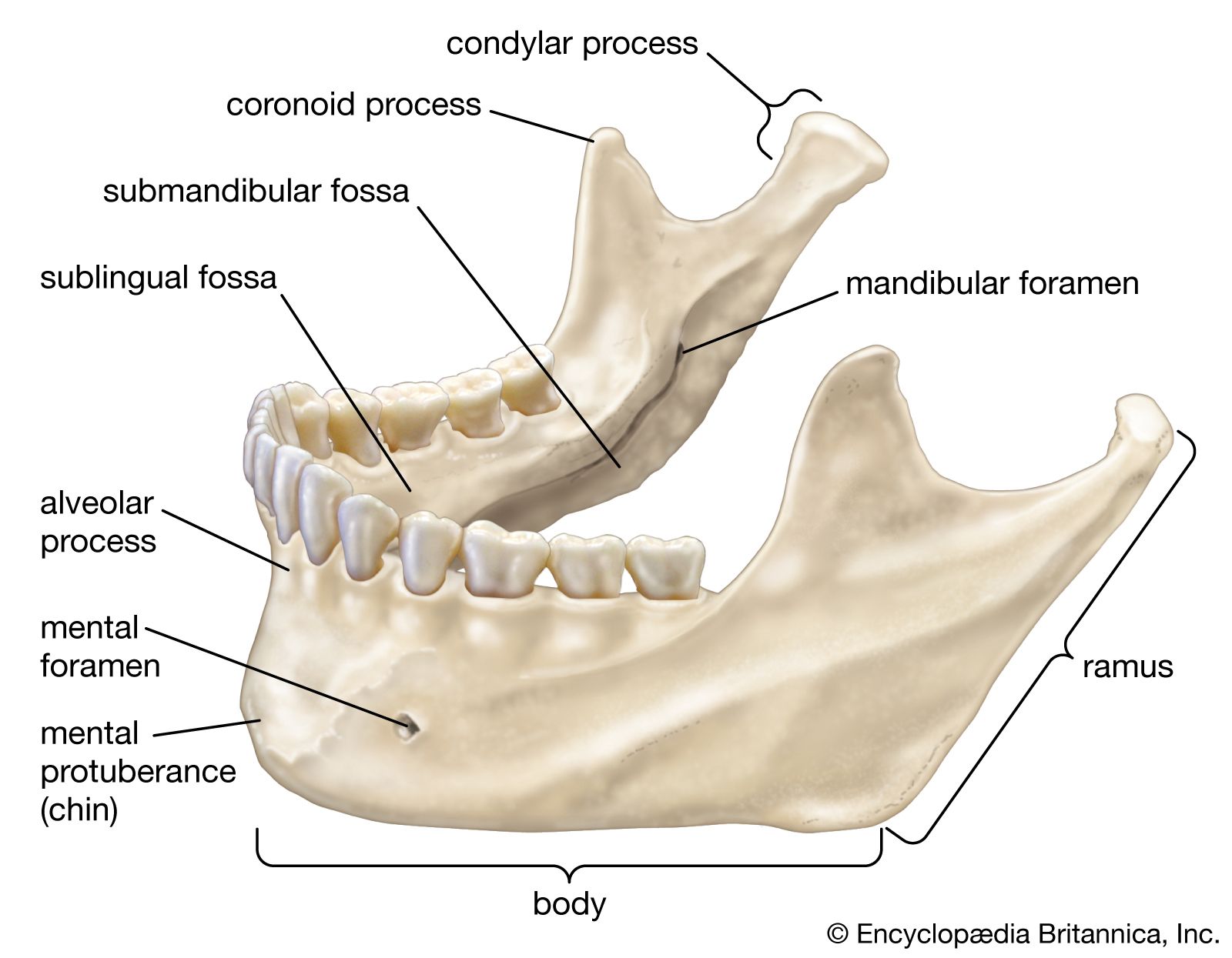 human mandible