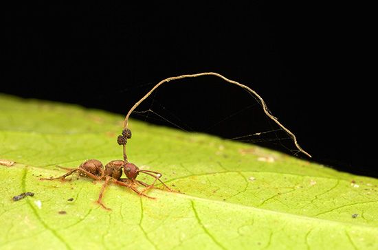 Zombie-ant fungus