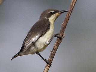 Female - Ravindra Kaushik - ML126385381