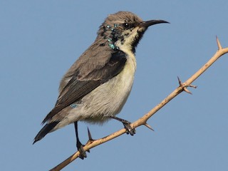 Nonbreeding male - Christoph Moning - ML126385401