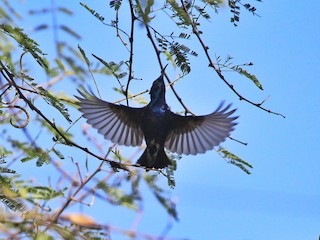 Breeding male - NANDAGOPAL S A - ML126385431