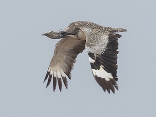 Adult (Canary Is.) - James Kennerley - ML242190941