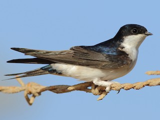 Adult (Western) - Sérgio Correia - ML258242941