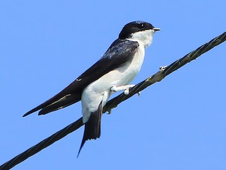 Adult (Eastern) - Ayuwat Jearwattanakanok - ML258243051