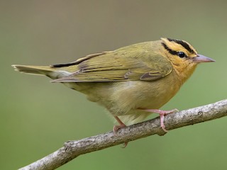 Adult - Graham Gerdeman - ML296754331