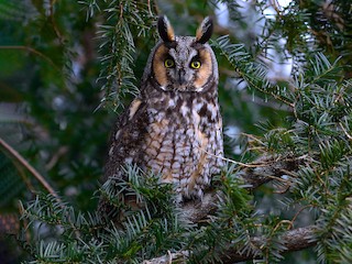 Adult (American) - Steven S. Ross - ML297391881