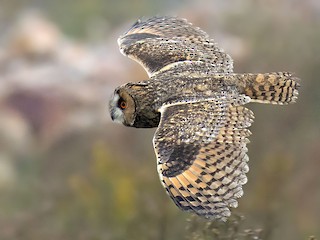 Adult (Eurasian) - Daniel López-Velasco | Ornis Birding Expeditions - ML297392861