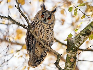 Adult (Eurasian) - Heiko Heerklotz - ML297393501