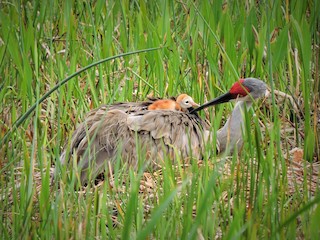 Adult and juvenile - S. K.  Jones - ML303217611