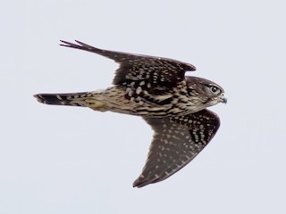 Adult (Black) - Joachim Bertrands | Ornis Birding Expeditions - ML303411611