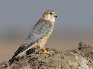 Adult male (Pallid) - Prabhakar Manjunath - ML303419171