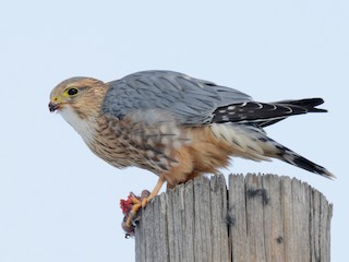 Adult male (Prairie) - Andy Bankert - ML303425061