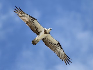 Adult (Australasian) - Hans Wohlmuth - ML305310491