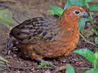 雄鳥 - Pedro Bernal - ML326173411