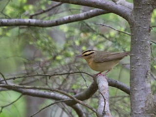 Adult - Griffin Richards - ML40644401