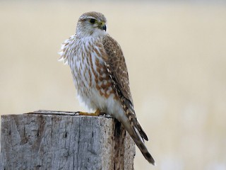 Female/immature (Prairie) - Joel Adams - ML70585561