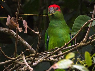 Male - André  Mendes - ML88530031