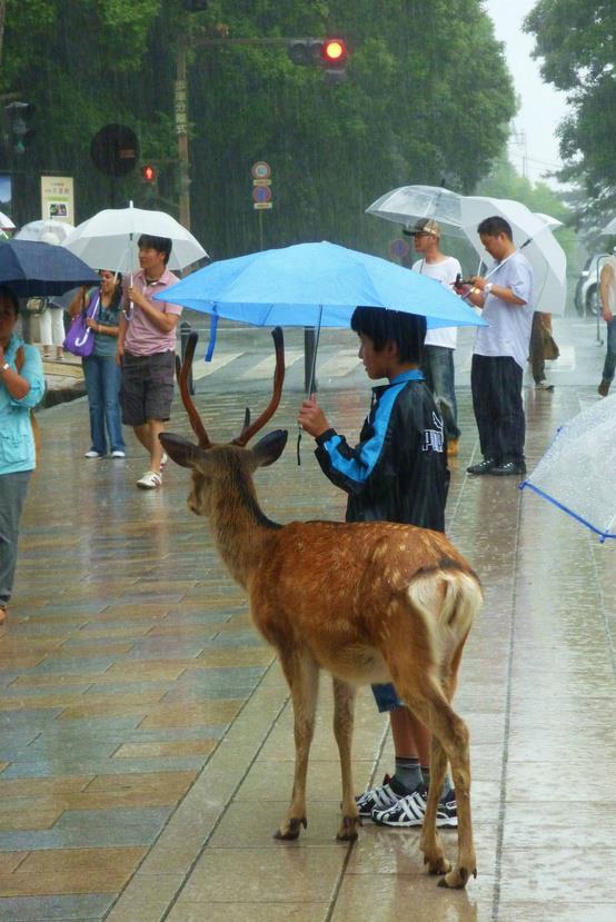 funny picture of kid with umbrella helping a deer stay dry in the rain