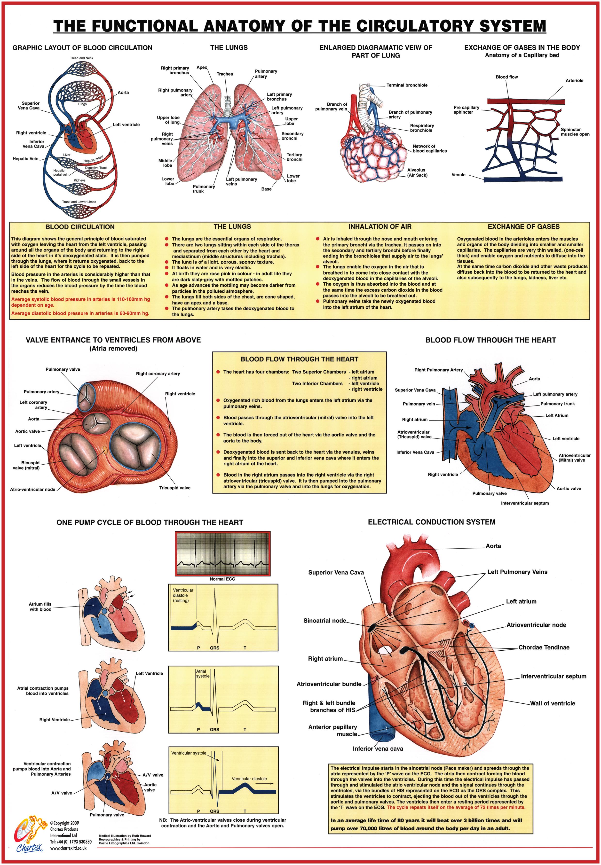 Circulatory System Diagram