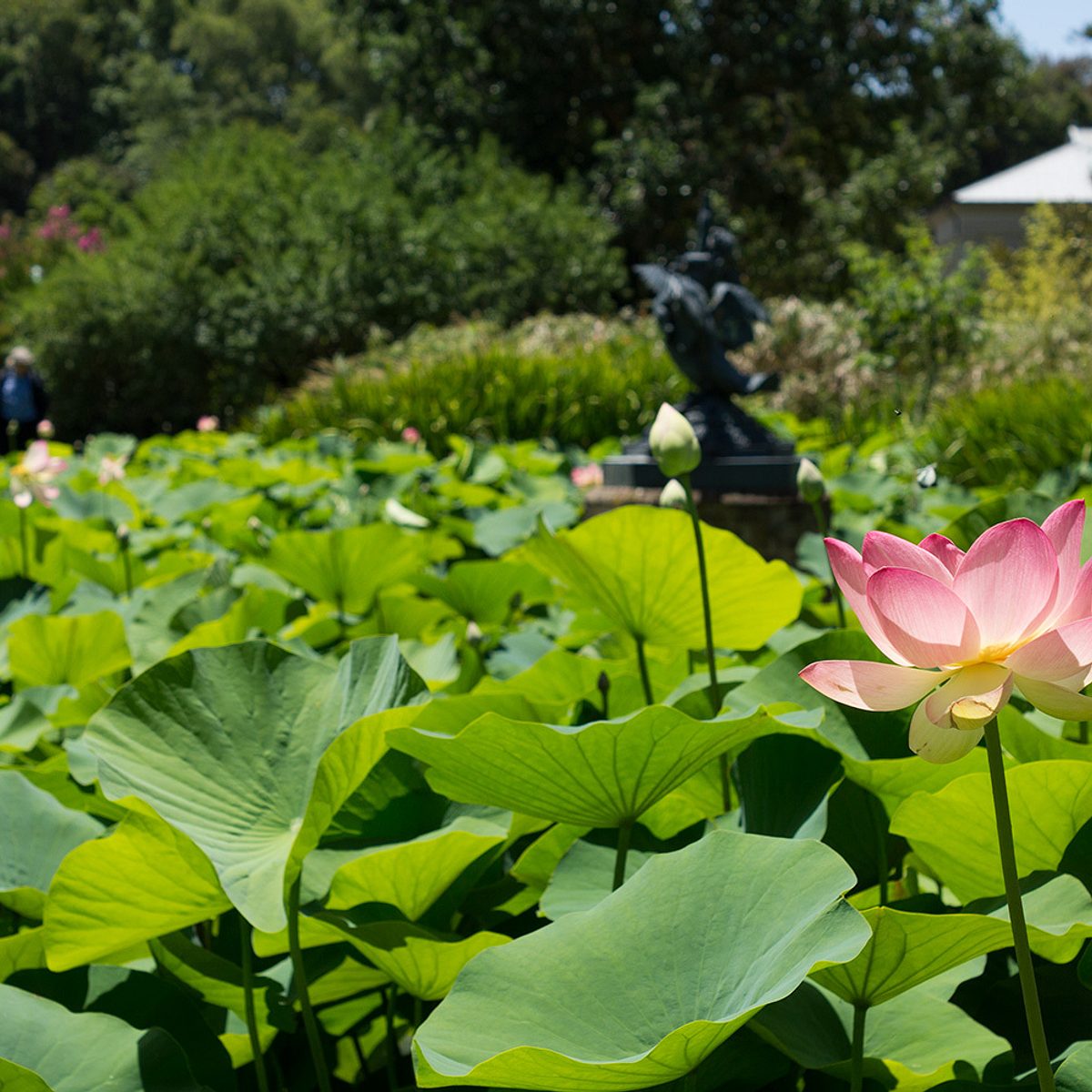 ABG Nelumbo Pond 3