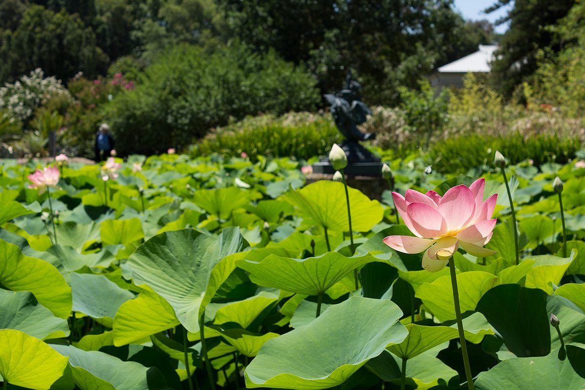 ABG Nelumbo Pond 3