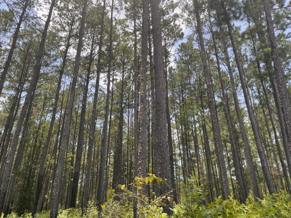 Feds reviewing best way to conserve East Texas forests – Houston Public ...