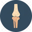 Bone Joints Bones Knee Joint Icon