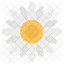 Chamomile Flower Fragrance Daisy Flower Icon