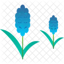 Essential Oil Hyacinth Icon