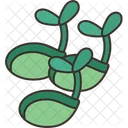 Seeds Germination Plant Icon