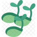 Seeds Germination Plant Icon