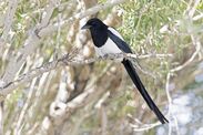 warning anyone with magpies in garden