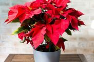 monty don how to make poinsettias last months longer