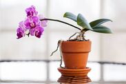 orchids will flower and bloom by avoiding mistakes