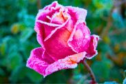 how to get bigger rose flowers in winter 