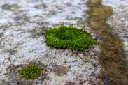 how to clean your mossy algae patio 